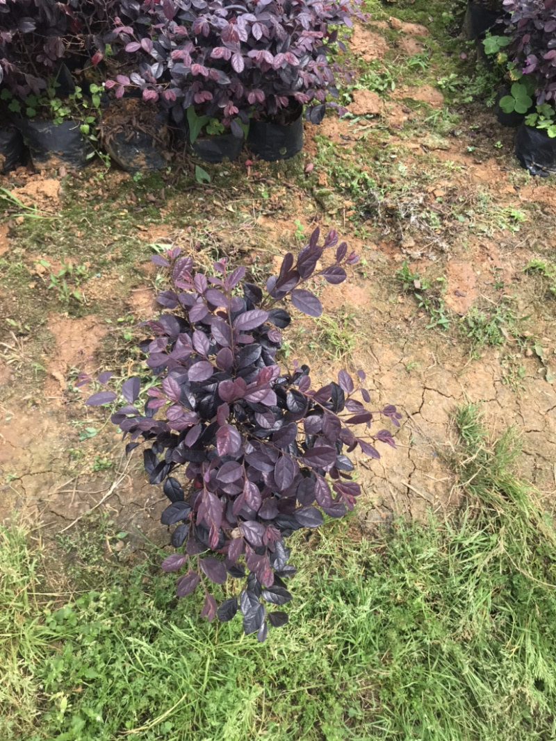 红继木杯苗规格30×30价格面议详谈，大量供应中