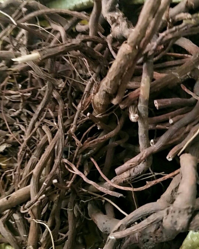 百两斤，常年批发供应冷背中药材八爪金龙