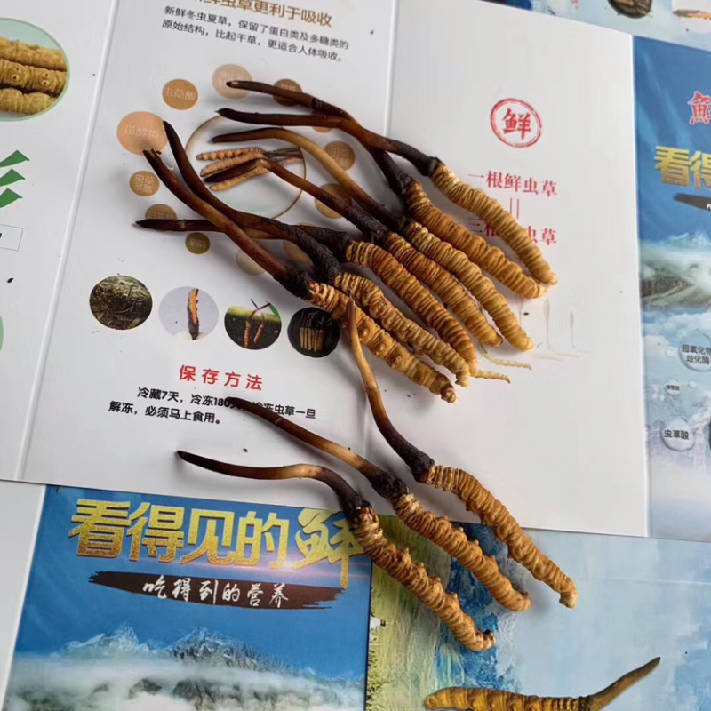 【销量百万】2020年新鲜冬虫夏草礼盒装假一赔万