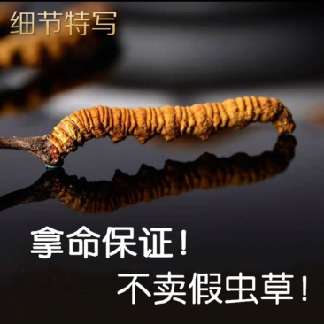 【销量百万】2020年新鲜冬虫夏草礼盒装假一赔万