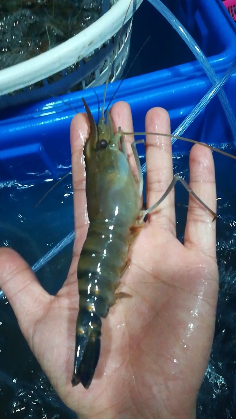 罗氏虾产地直销各地，深圳有家分店