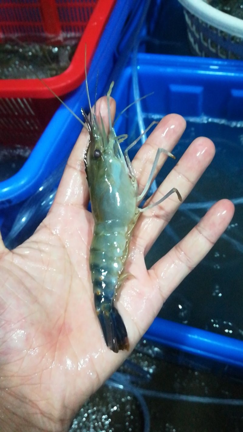 罗氏虾产地直销各地，深圳有家分店