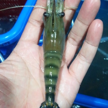 罗氏虾产地直销各地，深圳有家分店