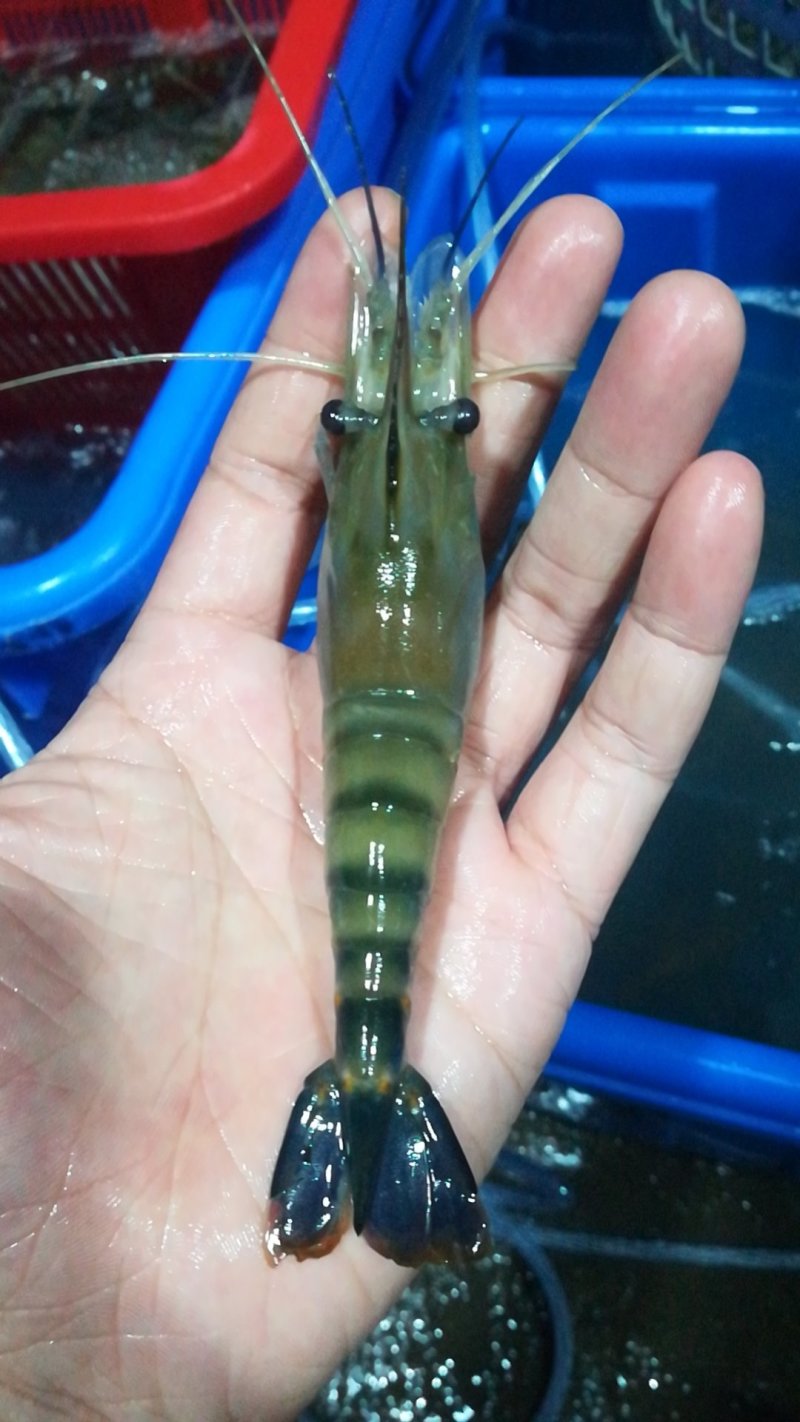 罗氏虾产地直销各地，深圳有家分店