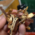 陈皮陈皮丝片型均匀颜色好湖南陈皮