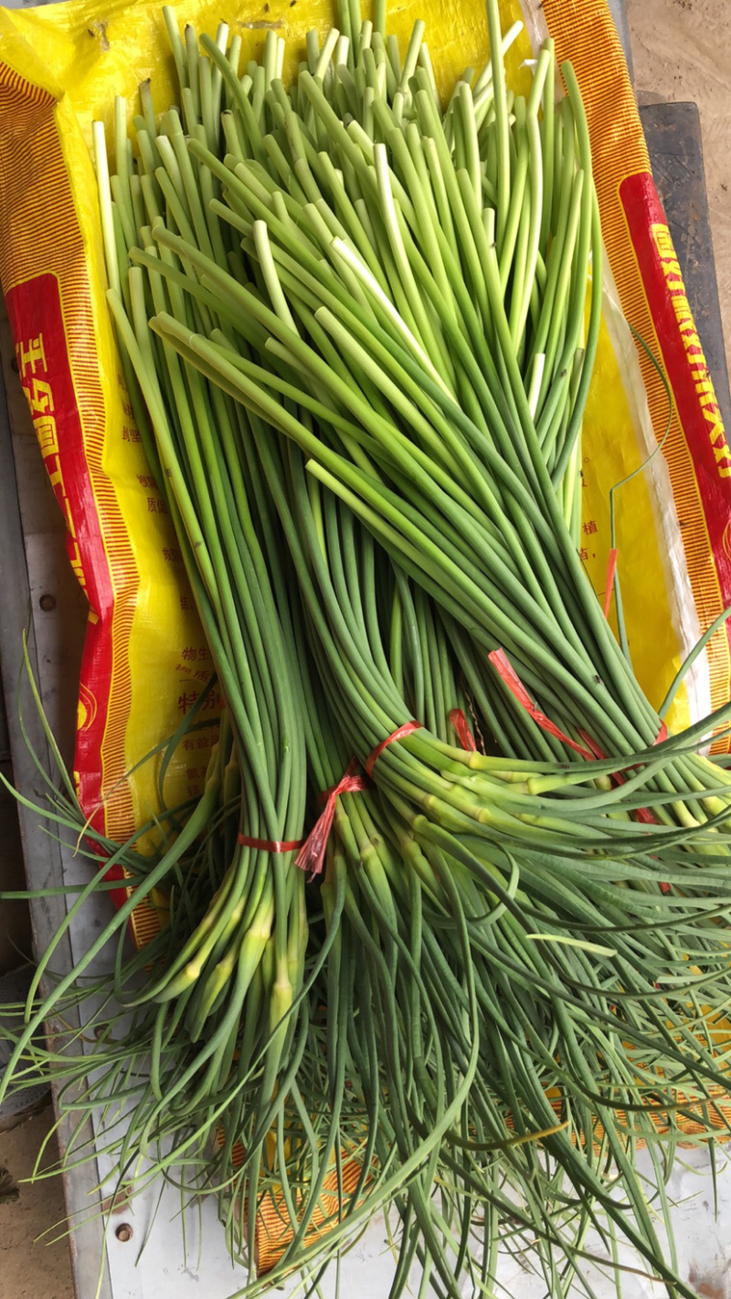 平度白毛蒜苔开始上市，质量好条长，需要的可以联系
