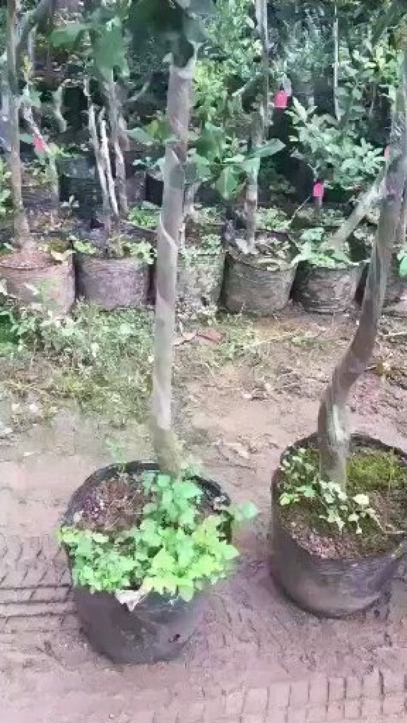 金蛋子小山灌木，生桩，现挖，现发货不包邮