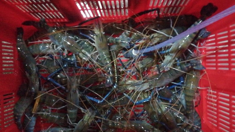 罗氏虾产地直销各地，深圳有家分店