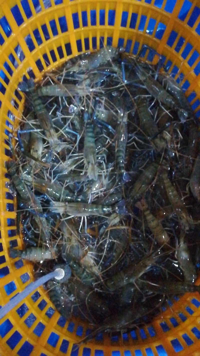 罗氏虾产地直销各地，深圳有家分店