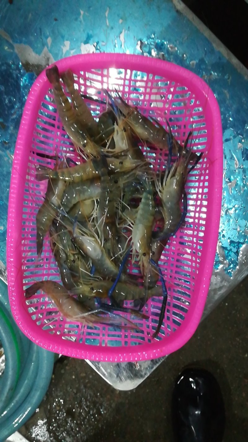 罗氏虾产地直销各地，深圳有家分店