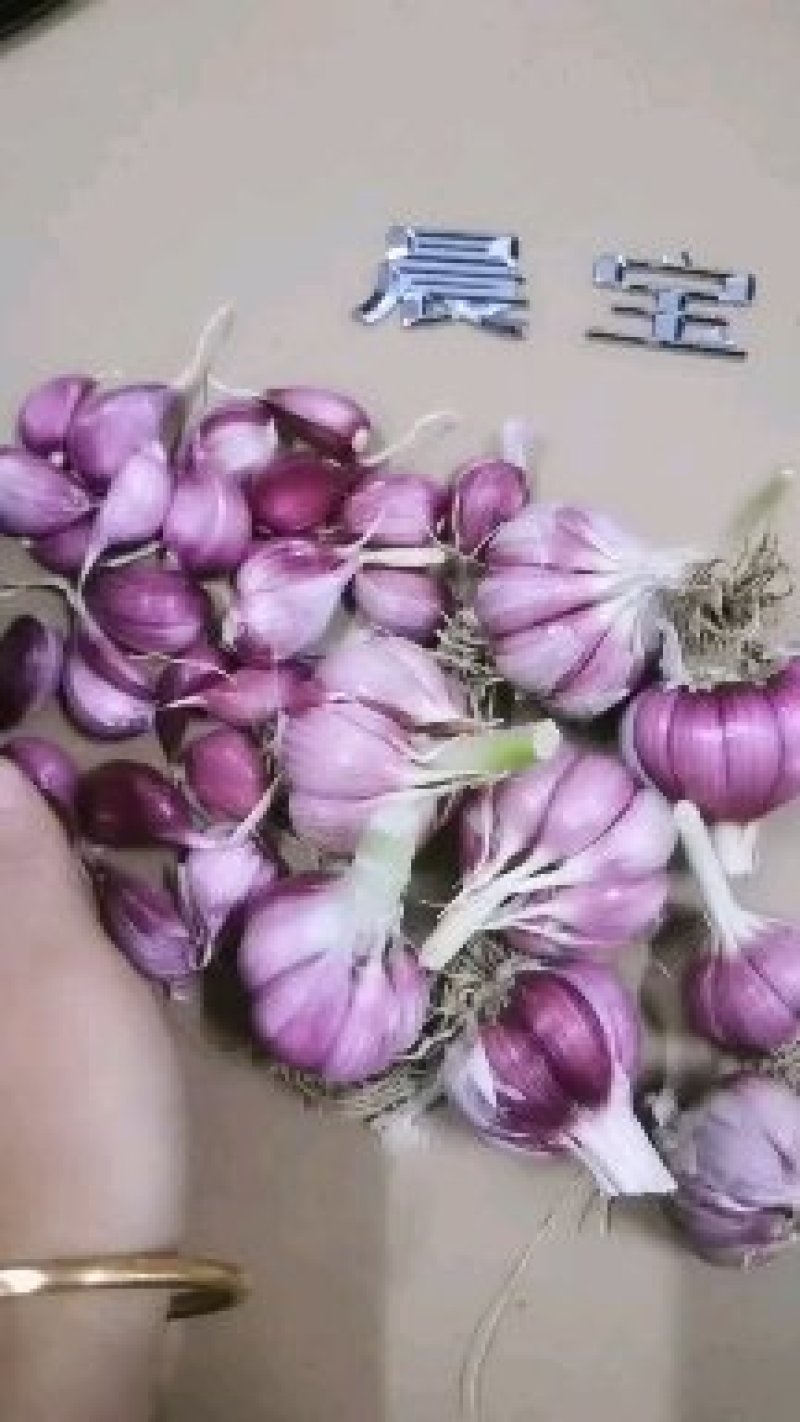 晨宝红根蒜苗种子芽率高抗病，免费技术指导