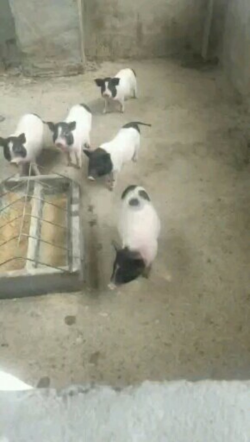 小香猪巴马香猪藏香猪种苗猪