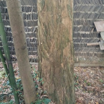 绿化苗木构树小苗，大量供应有货。