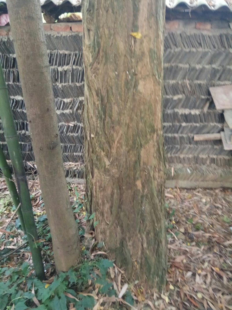 绿化苗木构树小苗，大量供应有货。