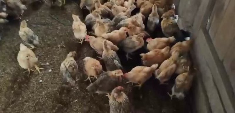 鸡苗