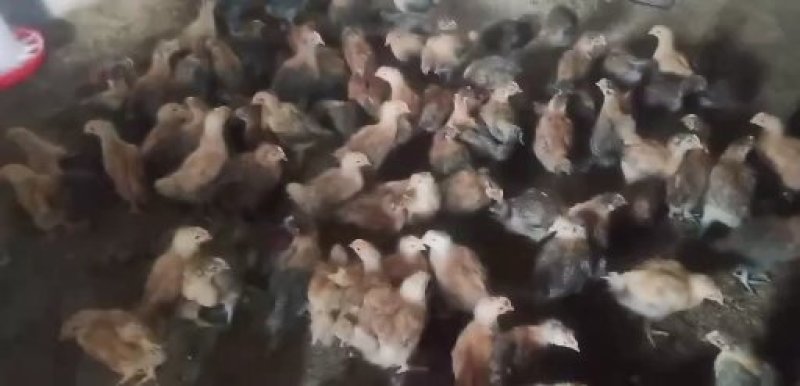 鸡苗