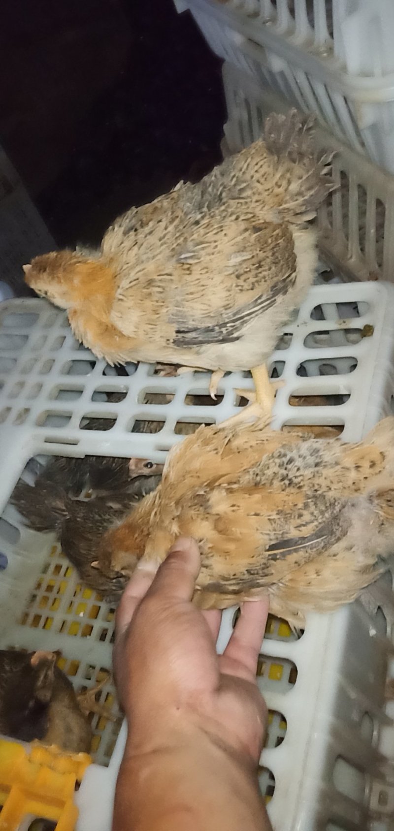 鸡苗