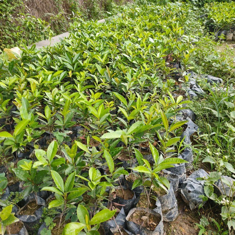 樱桃苗盆栽水果苗南北方皆可种植可观赏