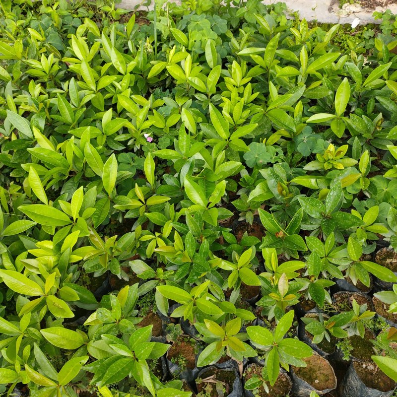 樱桃苗盆栽水果苗南北方皆可种植可观赏