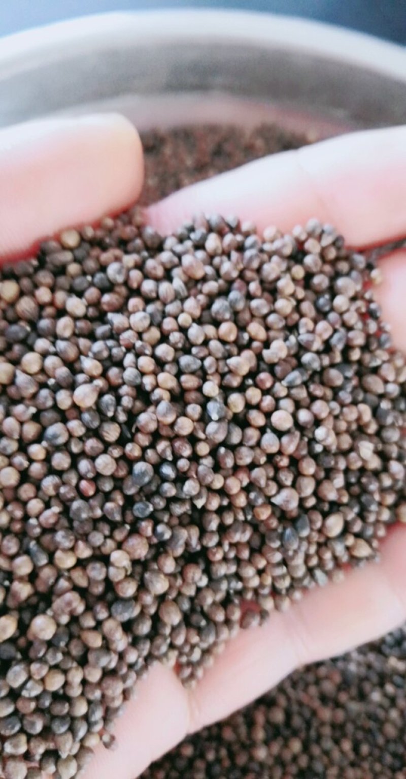黄荆子布荆子牡荆子布惊籽