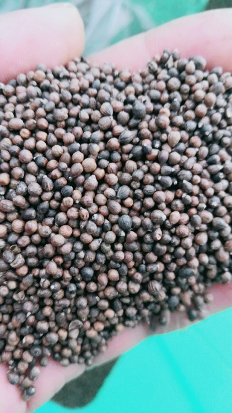 黄荆子布荆子牡荆子布惊籽