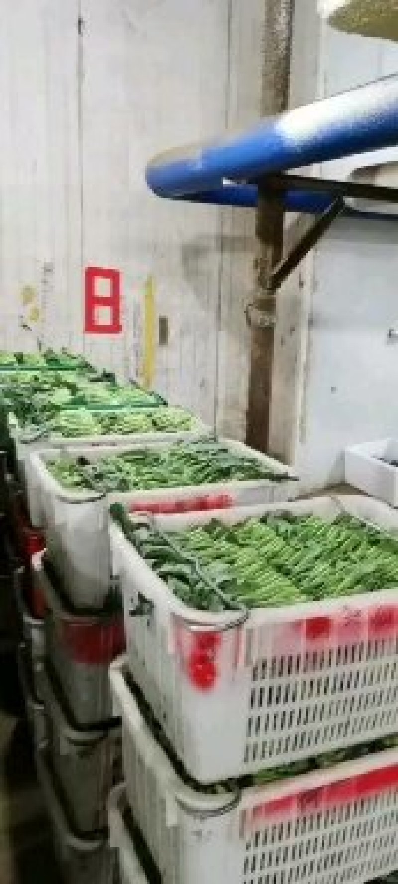 芥兰基地直批10000斤起。有量的欢迎来骚扰