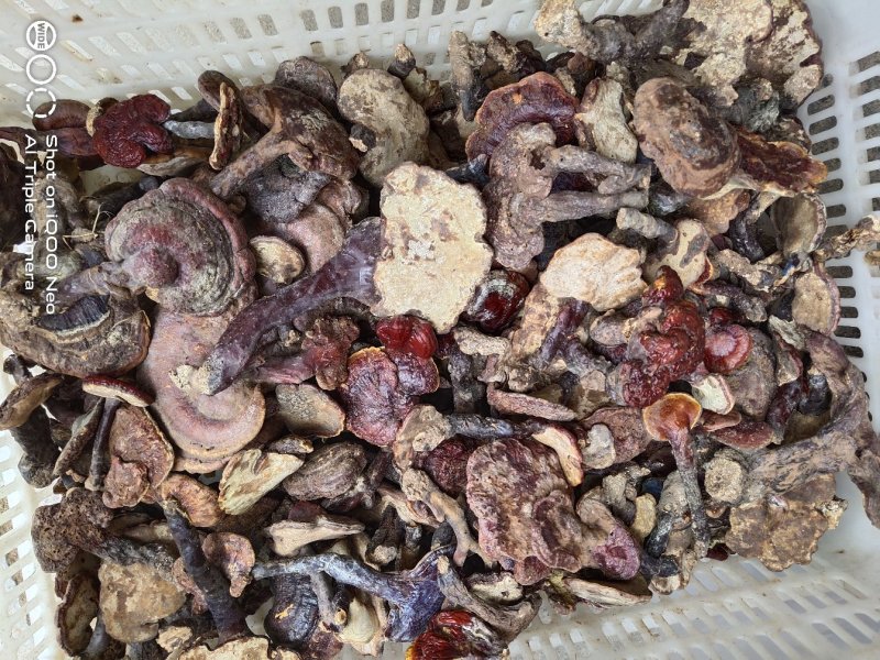 灵芝，野生灵芝，野生赤灵芝