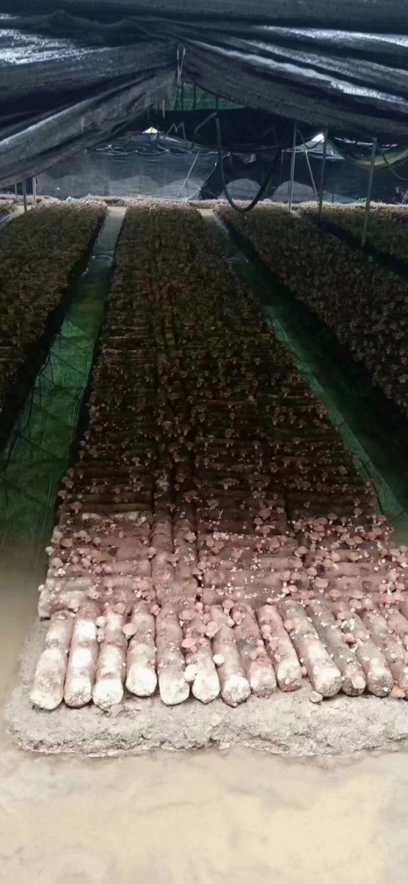福建安溪香菇干货精选菇