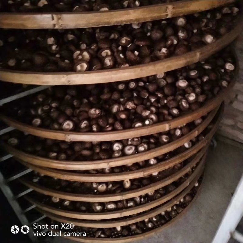 福建安溪香菇干货精选菇