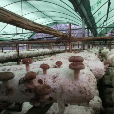 福建安溪香菇干货精选菇