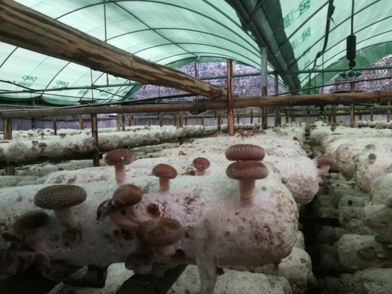 福建安溪香菇干货精选菇