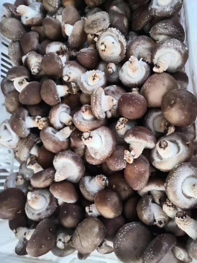 福建安溪香菇干货精选菇