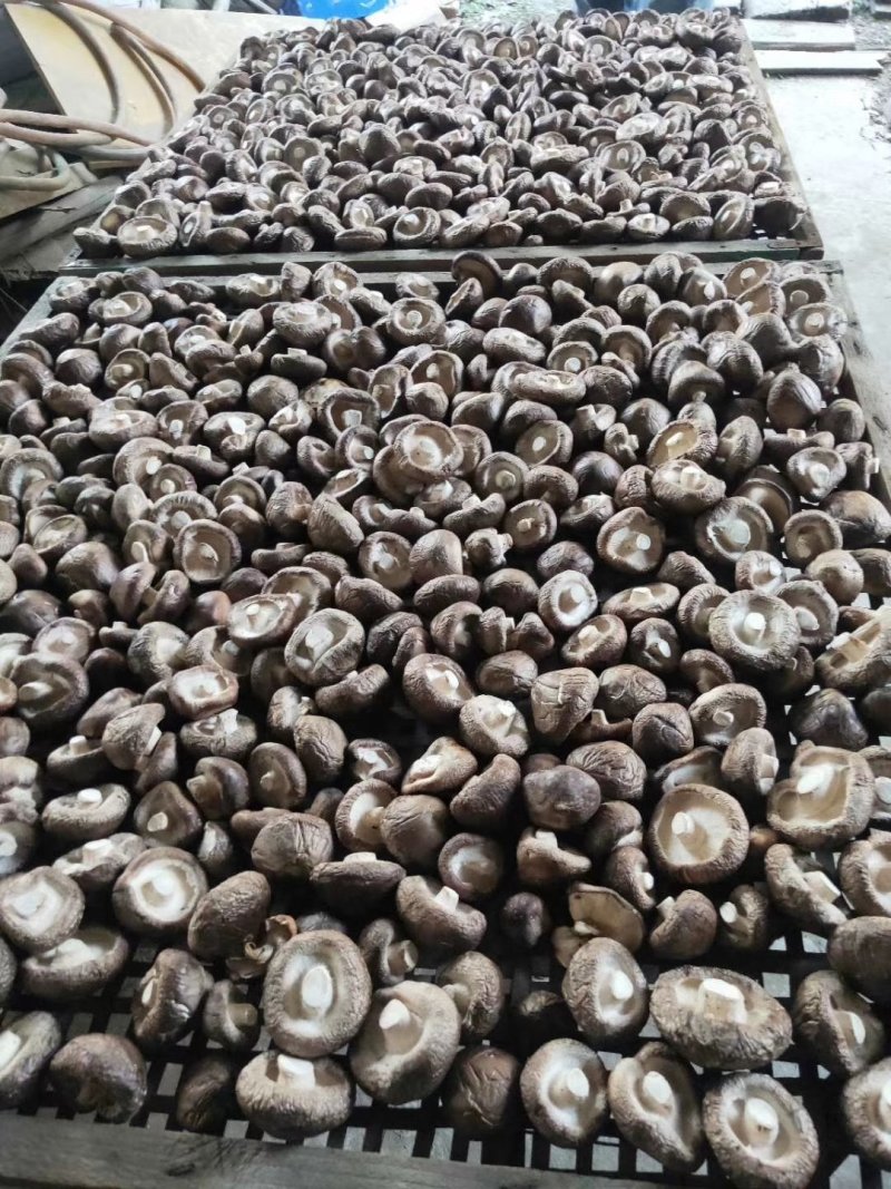 福建安溪香菇干货精选菇