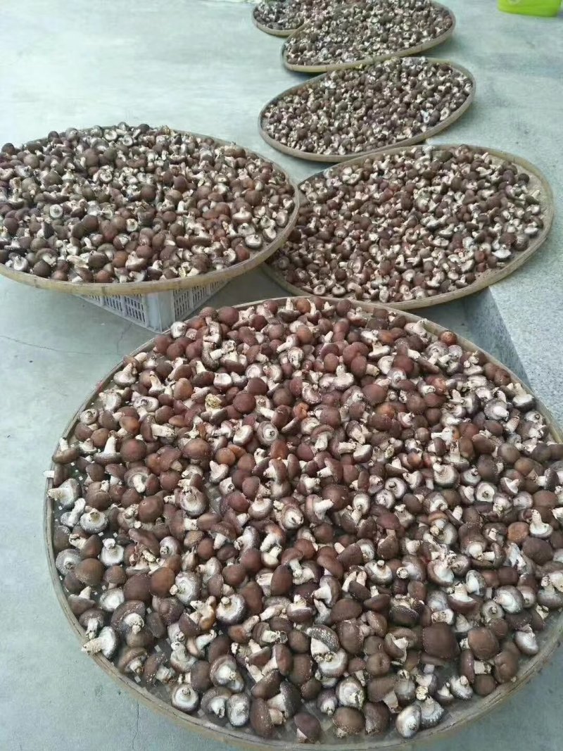福建安溪香菇干货精选菇