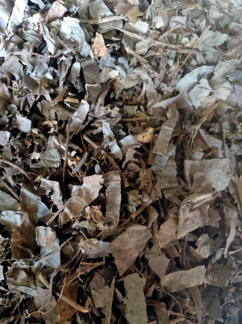 紫金牛矮地茶平地木冷背货好量大不满意可以退换货