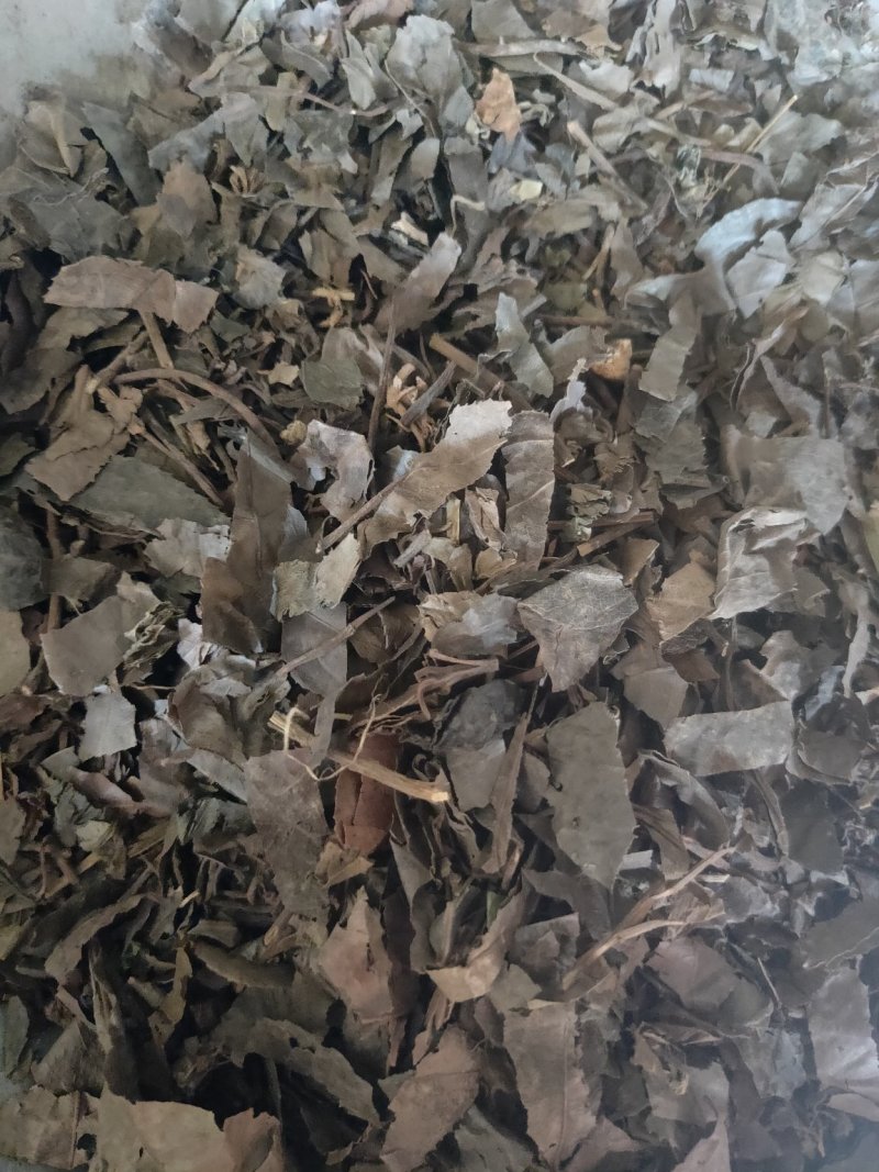 紫金牛矮地茶平地木冷背货好量大不满意可以退换货