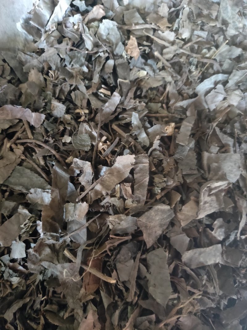 紫金牛矮地茶平地木冷背货好量大不满意可以退换货