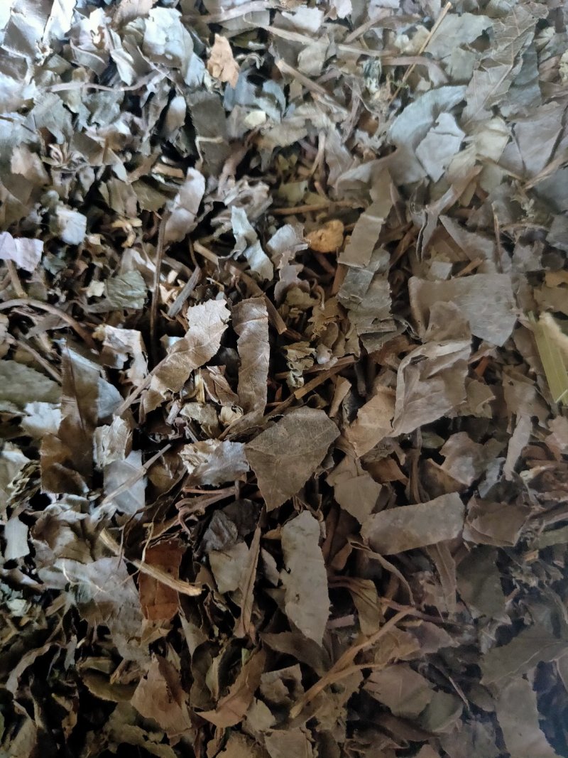 紫金牛矮地茶平地木冷背货好量大不满意可以退换货