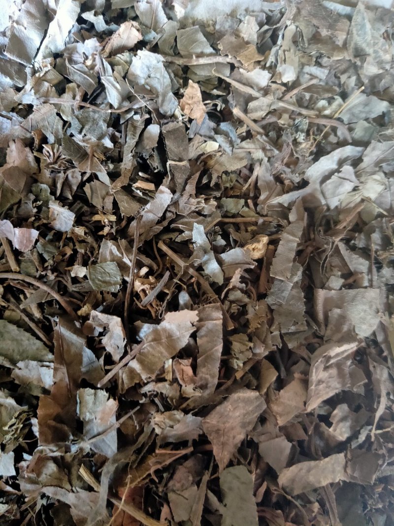 紫金牛矮地茶平地木冷背货好量大不满意可以退换货