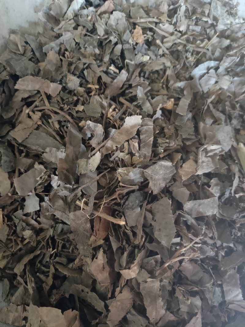 紫金牛矮地茶平地木冷背货好量大不满意可以退换货