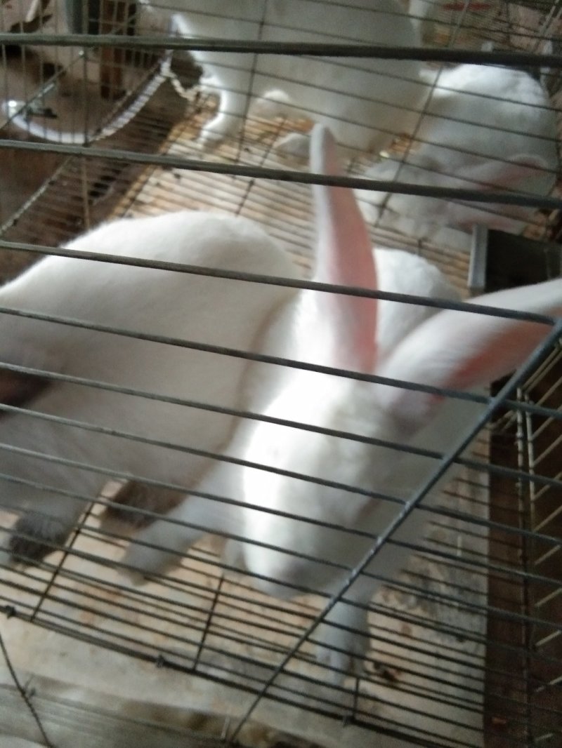长期供应肉兔
