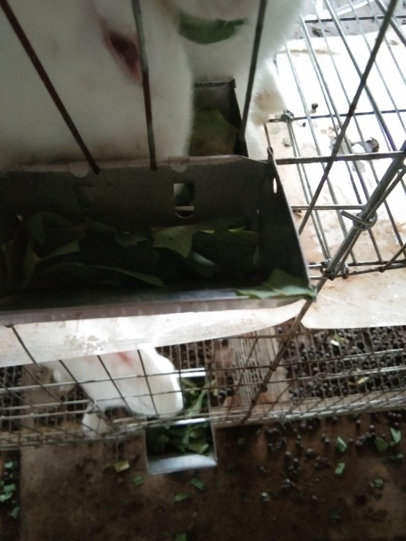 长期供应肉兔