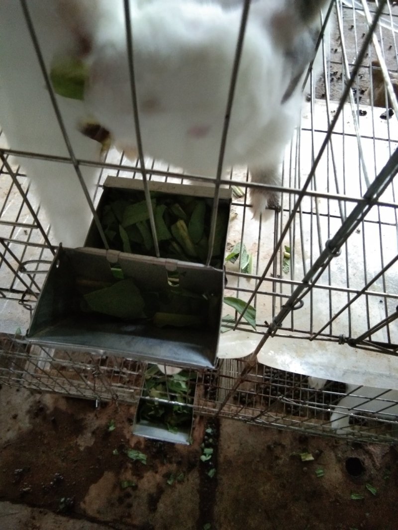 长期供应肉兔