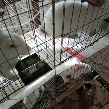 长期供应肉兔