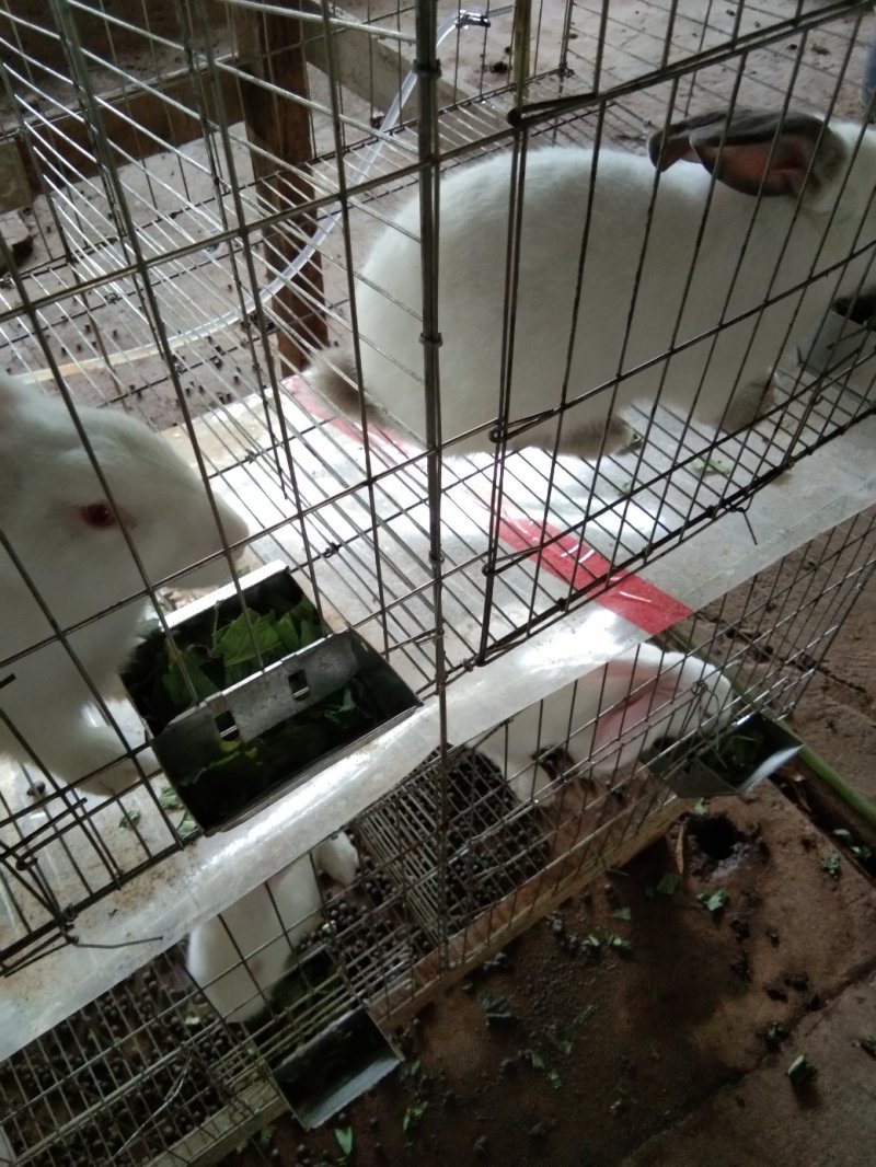 长期供应肉兔