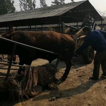 肉牛育肥牛大量出栏价格优惠长期供货西门塔尔牛
