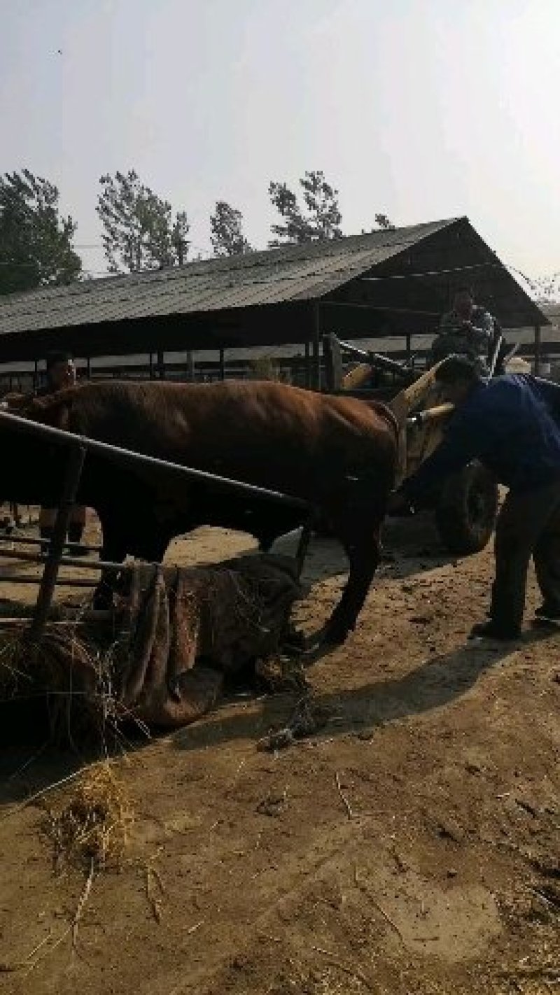 肉牛育肥牛大量出栏价格优惠长期供货西门塔尔牛