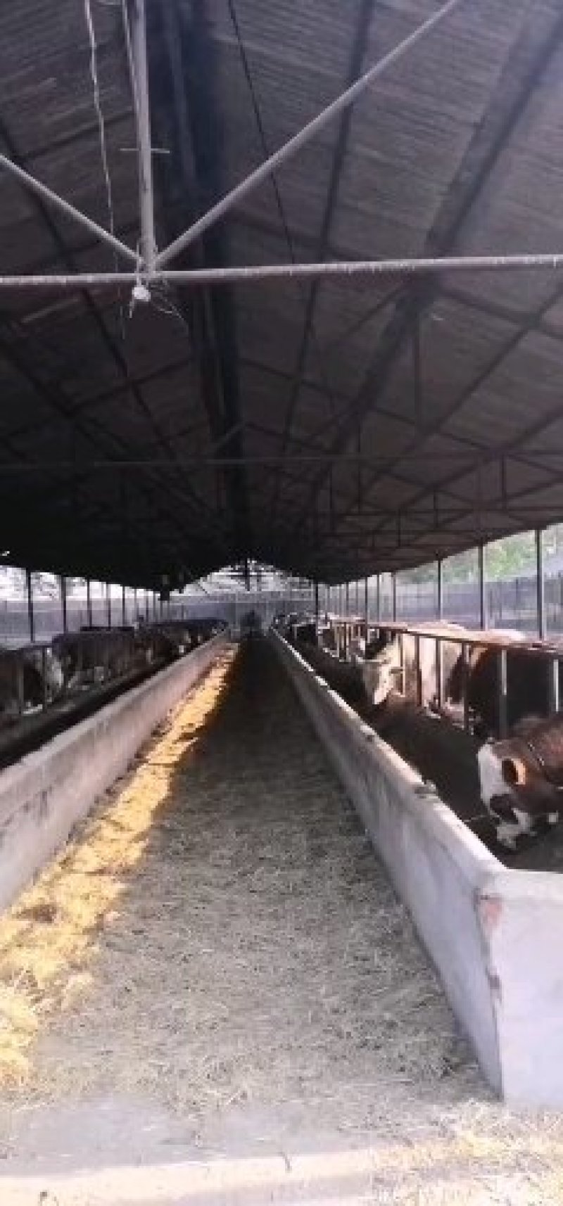肉牛育肥牛大量出栏价格优惠长期供货西门塔尔牛