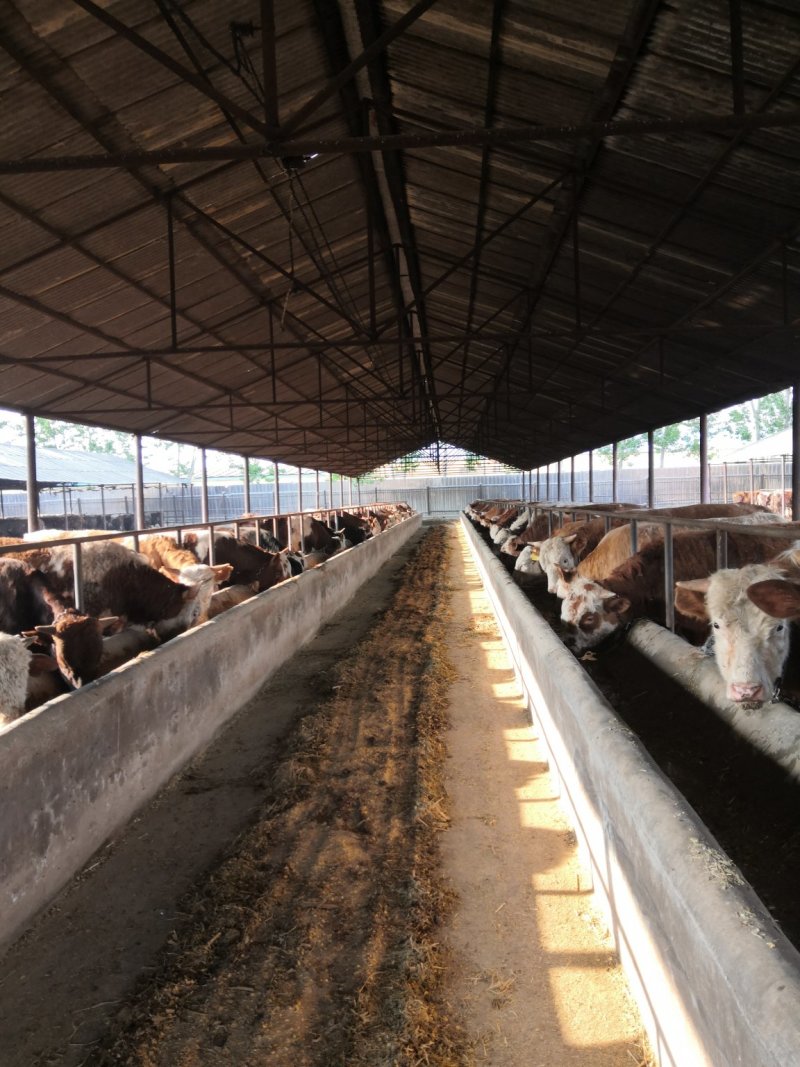 1000-1200斤肉牛出栏待售育肥牛价格过磅销售