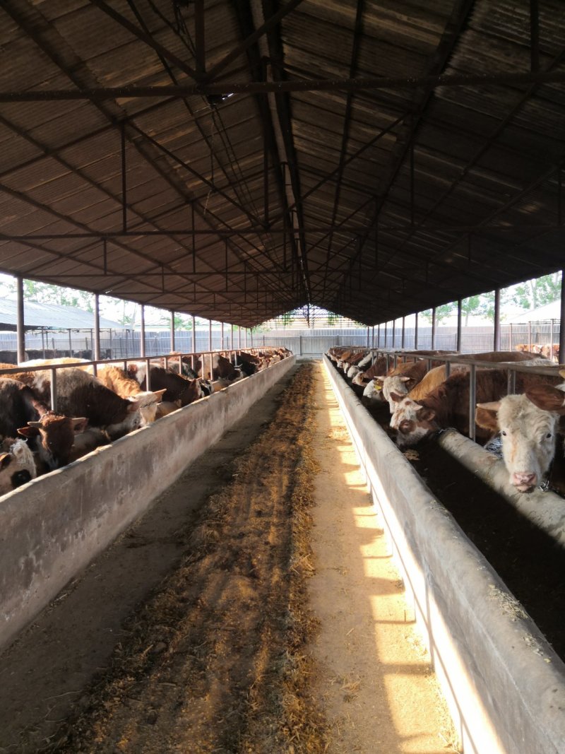 1000-1200斤肉牛出栏待售育肥牛价格过磅销售